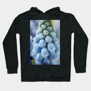 Muscari armeniacum  &#39;Valerie Finnis&#39;  Grape hyacinth Hoodie